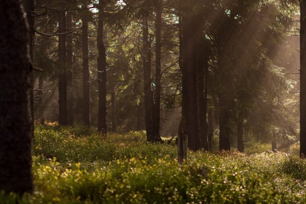 low-light photo of forest