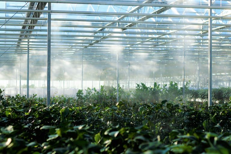 Natural Climate Control Systems for Greenhouses